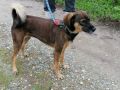 REGALO LAIKA, dolcissima cagnolina di 5 anni